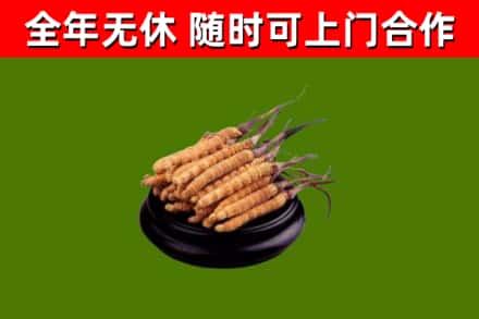 和平回收冬虫夏草